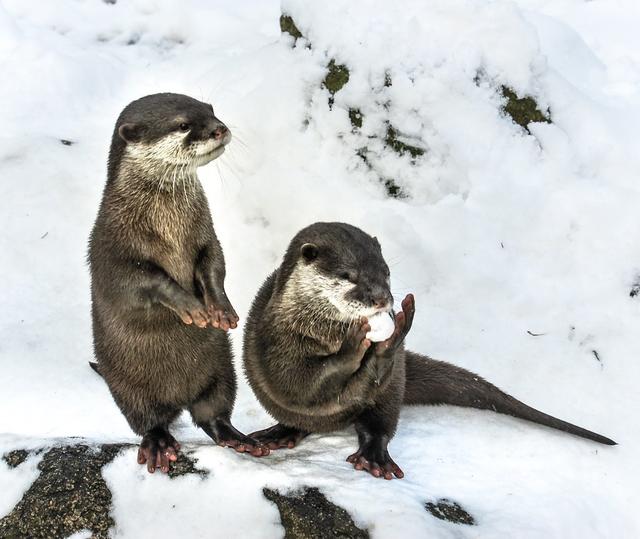 Die Otter tollen im Wildpark Schwarze Berge umher | Foto: Wildpark Schwarze Berge