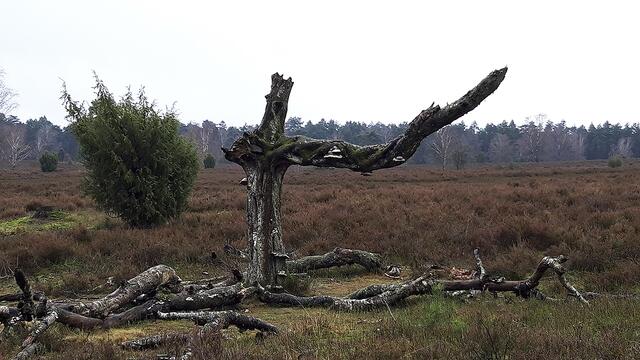 Auch außerhalb der Blüte hat die Heidelandschaft, hier das Büsenbachtal, ihren besonderen Reiz