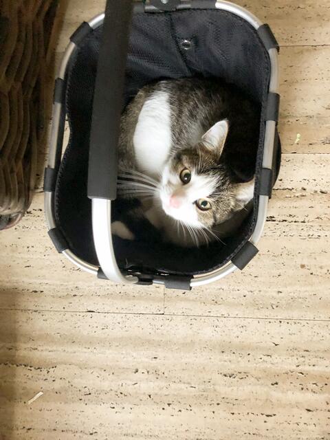 Neugierig guckt Monza aus dem Korb. Das Foto ist keine vier Wochen alt. Jetzt ist der Kater tot