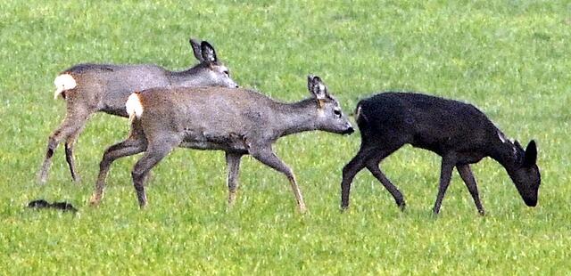 Egal ob schwarz oder braun, die Rehe äsen gemeinsam, 
zeigt diese Aufnahme von Hermann Gehlken  | Foto:  Hermann Gehlken
