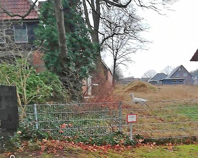 Auch Katinka Ulmke bekam das weiße Damwild mehrfach zu Gesicht