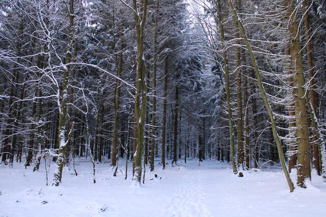 So sieht man den Wald am Sunder in der Nähe von Tötensen nicht oft