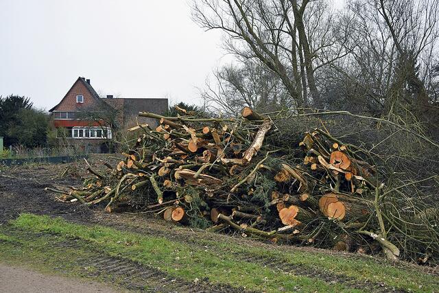 An dem Grundstück, an dem der Kita-Neubau entsteht,
liegen gefällte Bäume