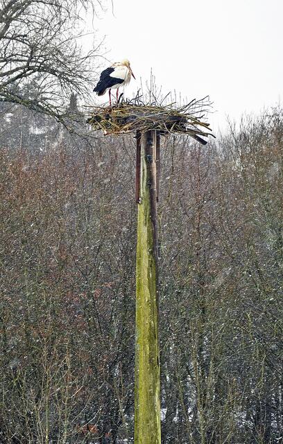 Der Storch hoch oben in seinem Nest