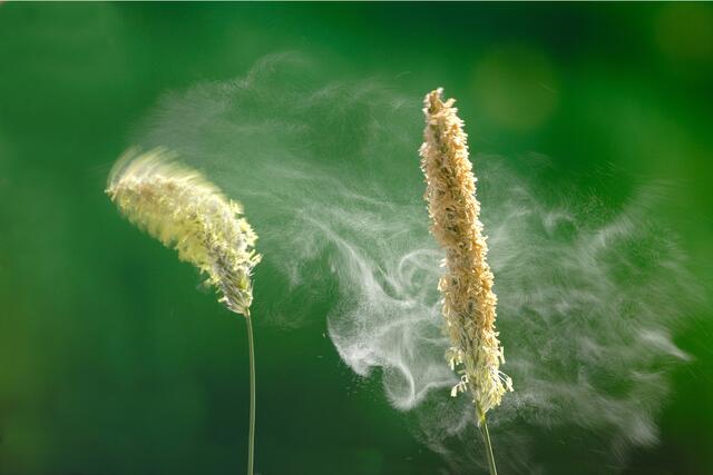 Ab Februar beginnt wieder die Gräserpollenzeit - doch das Angucken des Fotos löst garantiert keine Allergie aus