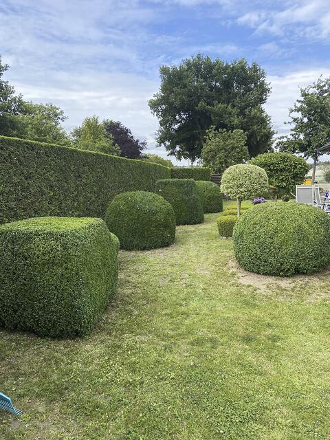 Vor der Rodung: Gut 27 Jahre stand die Hecke am Grundstück der Gipperts