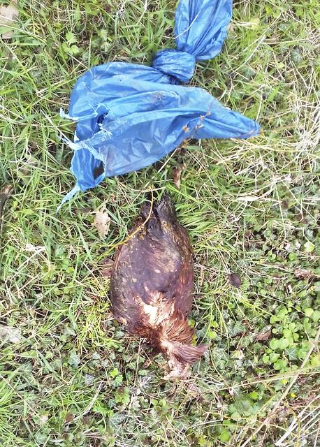 Dieser Fund machte die Familien sprachlos: Das tote Huhn wurde in einer Plastiktüte ins Gebüsch geworfen | Foto: Michaelis