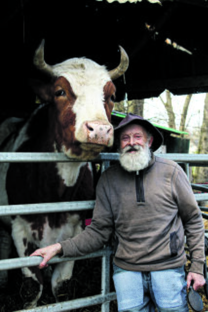 Kann man diesen Augen widerstehen? Günter Garbers, Betreiber des Lebenshofes am Mühlenbach, sucht ein neues Heim für den Ochsen Pinocchio und seine gefleckten Freunde Teischen und Knuffel