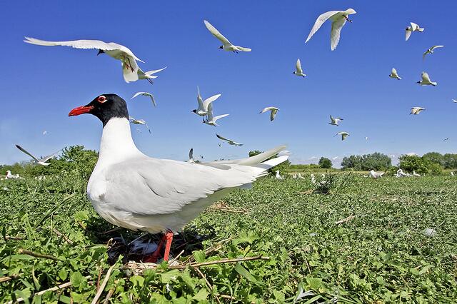 Eine Schwarzkopfmöwe auf ihrem Brutplatz auf der Pionier-insel. Die Möwen mögen am liebsten kurzes Gras