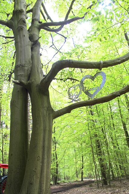Die riesigen Buchen haben sich beim Wachsen ineinander verschlungen | Foto: sb