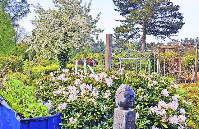 Ganz in Weiß blüht derzeit der Garten von Familie Spinty  | Foto: Spinty