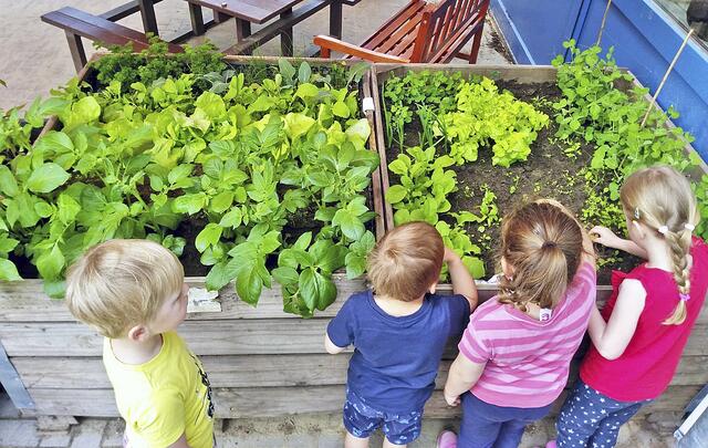 Die Hochbeete der Kita in Himmelpforten wurden nach den Wünschen der Kinder bepflanzt, die nun gespannt auf die erste Ernte warten