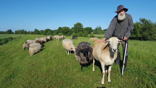 Günter Garbers hält mit seiner Schafherde ehrenamtlich den Seevedeich in Glüsingen in Schuss