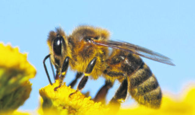 Die Bepflanzung sollte möglichst insektenfreundlich sein