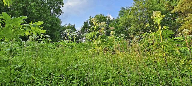 An der Autobahn in Dibbersen finden sich derzeit viele Exemplare der hochgewachsenen Staude  | Foto: Warstat