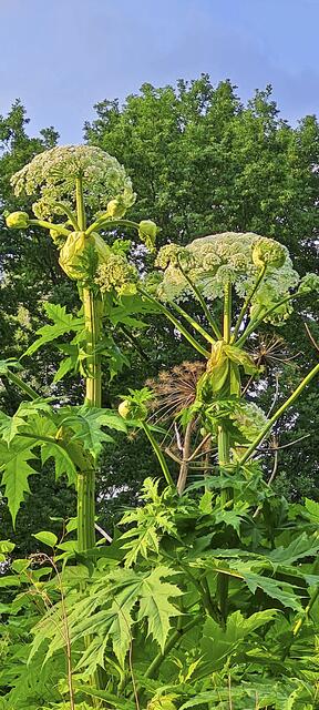 Die Blüten des Riesen-Bärenklaus werden von Bienen als Nahrungsquelle genutzt  | Foto: Warstat 