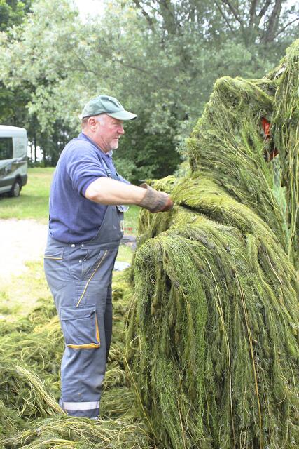 Das Abtrennen der "grünen Arme" erfolgte von Hand | Foto: sb