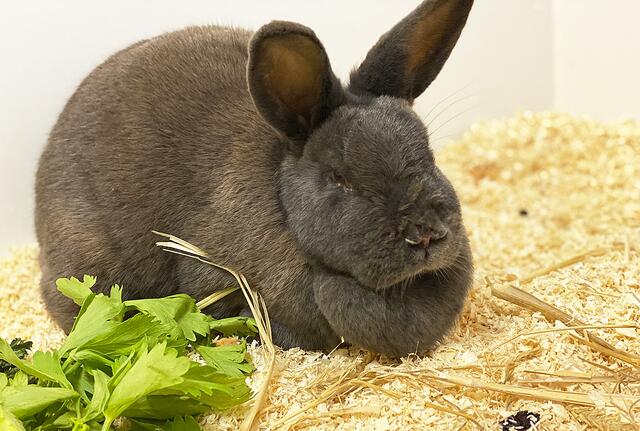 Freut sich über eine Außenhaltung: Deutsche Riese Silly | Foto: Tierheim