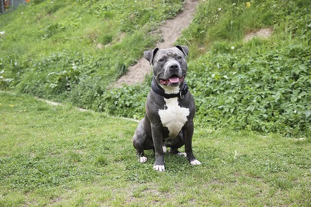 Staffordshire Terrier Tony (2) ...  | Foto: Tierheim