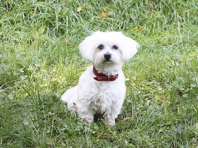 ... und Malteser Fiete (2) suchen ein neues Zuhause bei erfahrenen Hundehaltern | Foto: Tierheim