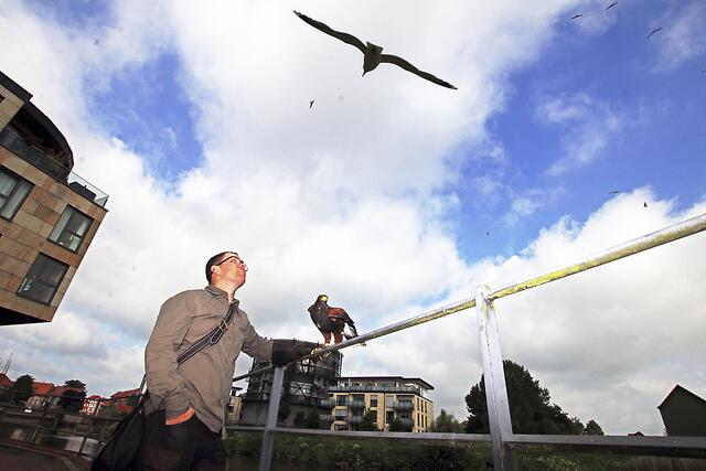 Benjamin Gripp mit seinem Bussard: Eine mutige Möwe fliegt eine Scheinattacke | Foto: jd