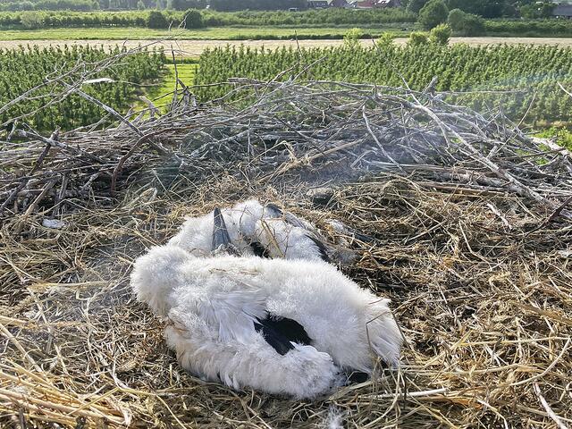 Zwei Jungstörche sind im Nest verendet | Foto: Gert Dahms