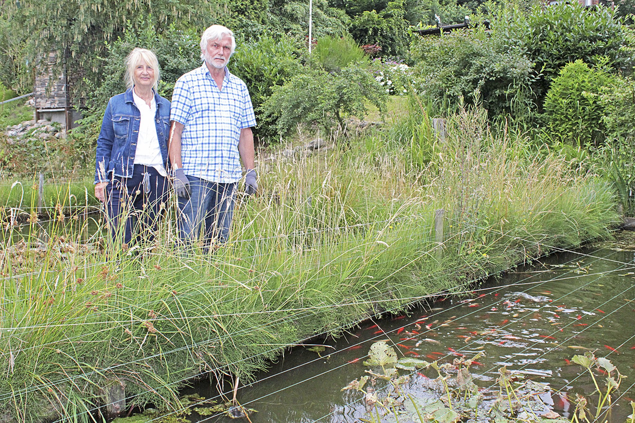 Fische wohl mit gefangen Kois aus einem Teich in