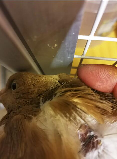 Brutal wurden die Angelhaken in das Fleisch des Vogels gerammt, damit er als Köder verwendet werden kann