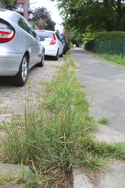 Wildwuchs am Straßenrand