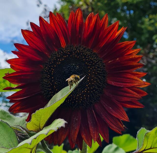 Leuchtend rot blüht die Sonnenblume von Marco Warstat aus Buchholz | Foto: Warstat