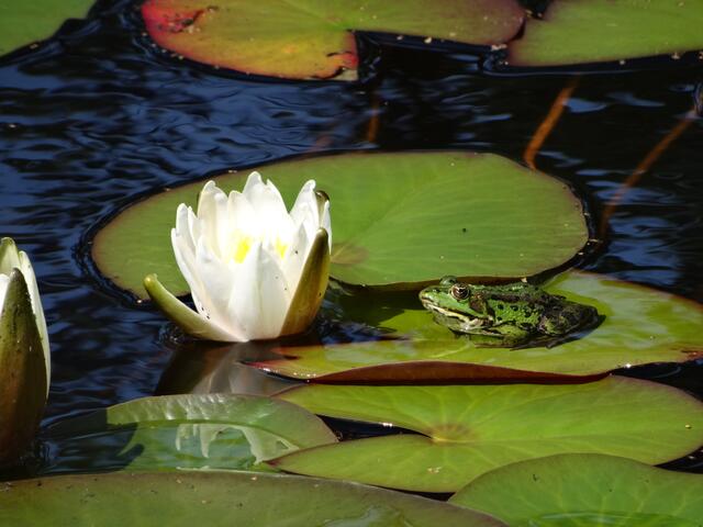 Franziska Faust aus Asendorf entdeckte diesen Frosch beim Sonnenbad auf einem Seerosenblatt im Büsenbachtal in Handeloh | Foto: Faust 