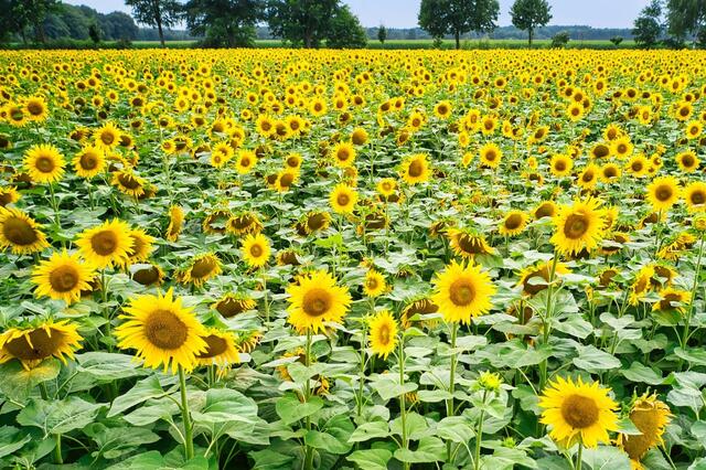 Ein Meer aus Sonnenblumen von Jens Bahlburg aus Egestorf  | Foto: Bahlburg 