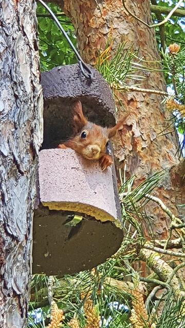 Ein neugieriger Nager im Garten von Annegret von der Ohe aus Maschen | Foto:  von der Ohe 