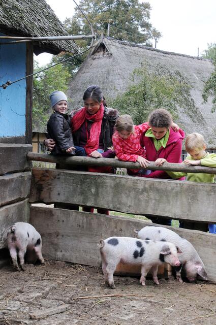 Auf dem Gelände des Freilichtmuseums am Kiekeberg freuen sich die Bunten Bentheimer Schweine auf Besuch | Foto: FLMK