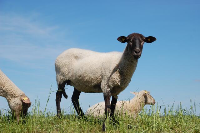 Schafe sorgen für die Befestigung der Deiche 