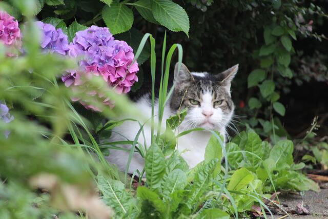 Eine ganze Woche Schietwetter - einen richtig grummeligen Kater lichtete Kai Holm aus Stade ab | Foto: Holm
