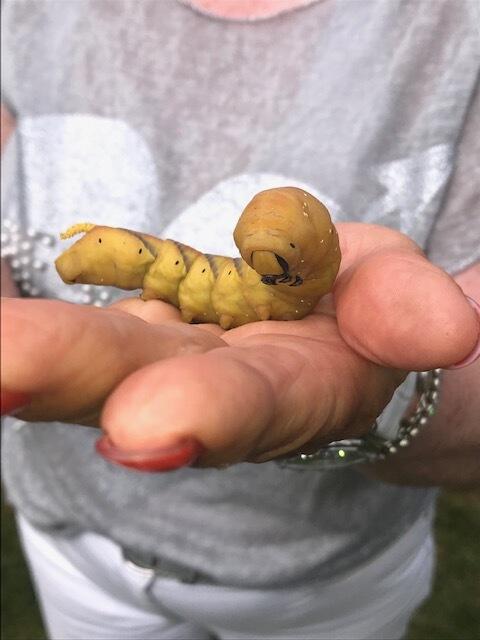 Die Schmetterlingsraupe eines Totenkopfschwärmers entdeckten Karin und Wolfgang Diony in ihrem Garten in Harsefeld | Foto: Dziony