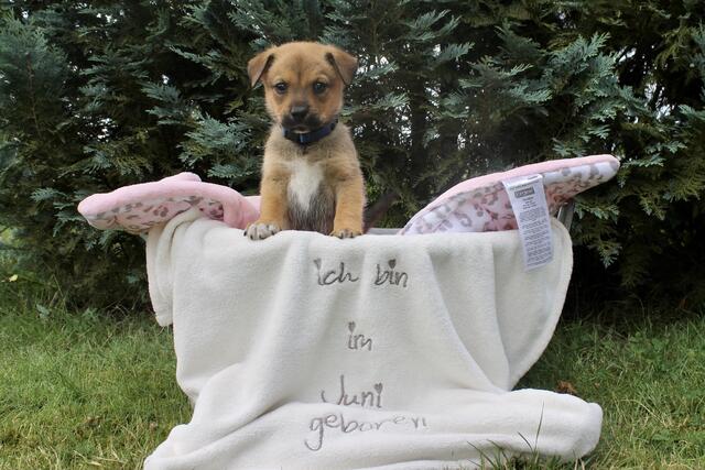 Wie ein kleiner Teddy: Andrea Büttner aus Seevetal besuchte die benachbarten Welpen | Foto: Büttner 