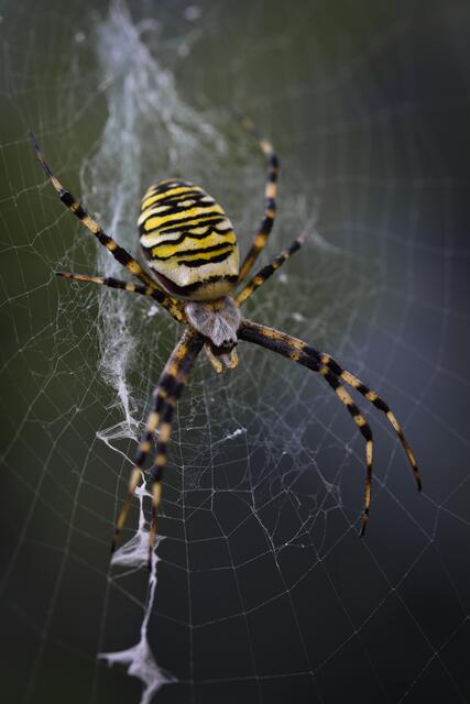 Diese hübsche Wespenspinne besuchte Kathrin Mansfeld in ihrem Garten in Drochtersen | Foto: Mansfeld 