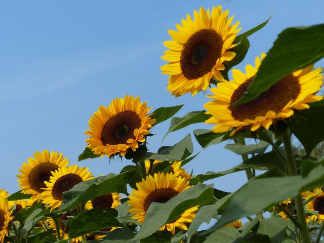 Leuchtend gelbe Sonneblumen fotografierte Jutta Westphal aus Langenrehm | Foto: Westphal