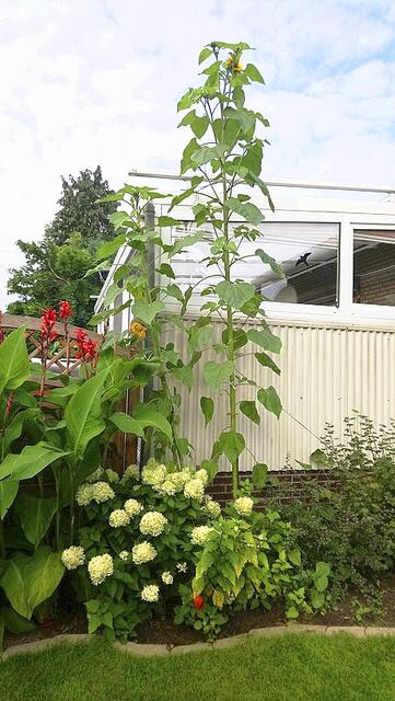 Riesig: die Sonnenblume im Garten von Karl-Heinz Thielen in Kutenholz | Foto: Thielen