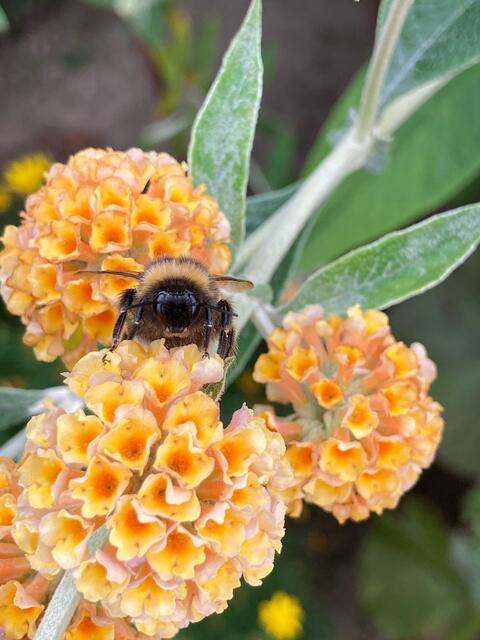 Anna Städler aus Rosengarten beobachtete diese fleißige Hummel bei der Arbeit | Foto: Anna Städler