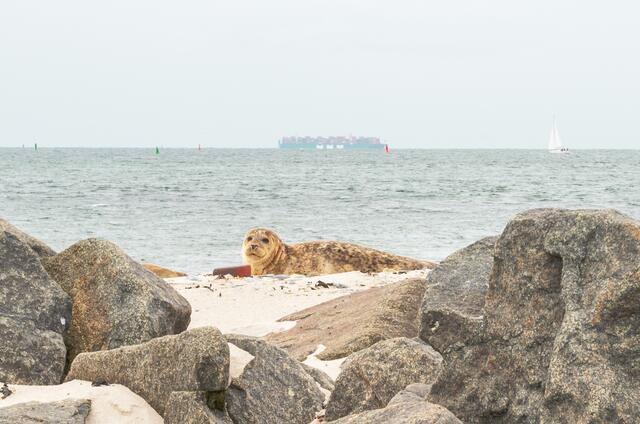 Auf seinem Kurzurlaub stattete Reinhard Paulin aus Stade den Robben auf Helgoland einen Besuch ab | Foto: Reinhard Paulin