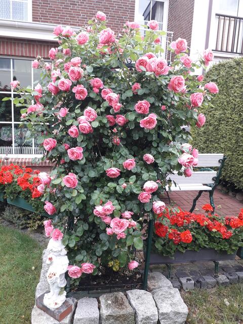 Hannelore Dobelstein aus Buxtehude wurde dieses Jahr mit einem ganzen Meer aus Rosen in ihrem Garten belohnt | Foto: Hannelore Dobelstein