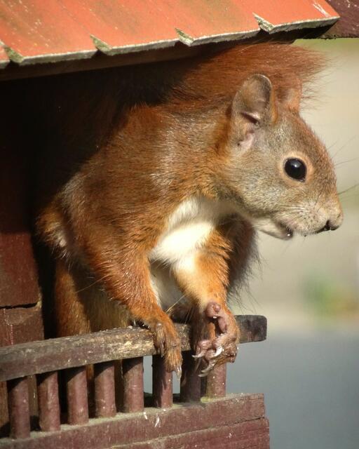 Ein keckes Eichhörnchen stattete Franziska Faust einen Besuch in Asendorf ab | Foto: Franziska Faust