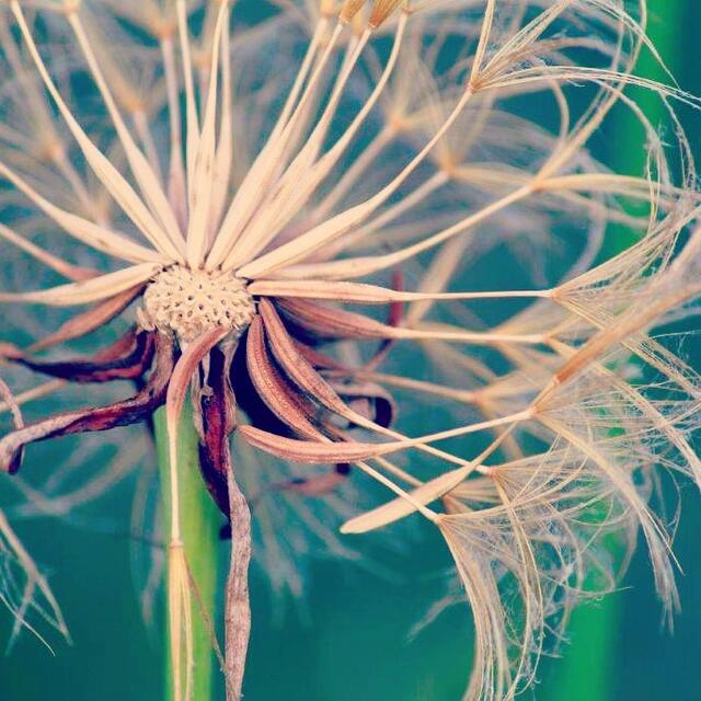 Eine wunderschöne Nahaufnahme einer Pusteblume fotografierte Stanislava Jörz Knazikova aus Hanstedt | Foto: Stanislava Jörz Knazikova