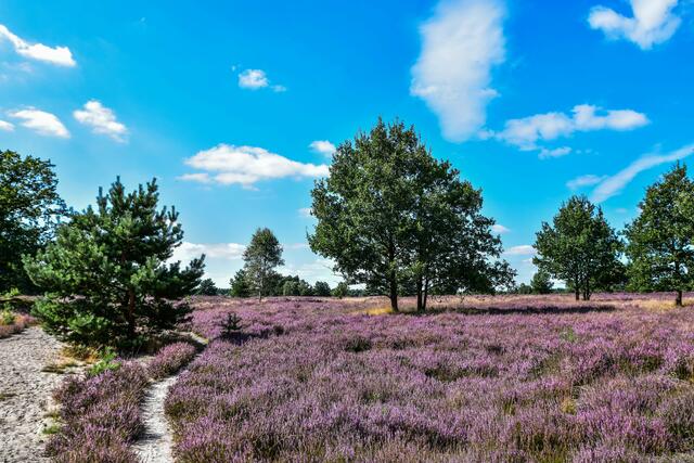 So leuchtend schön zeigte sich die Lüneburger Heide Hartmut Abraham aus Buchholz | Foto: Hartmut Abraham