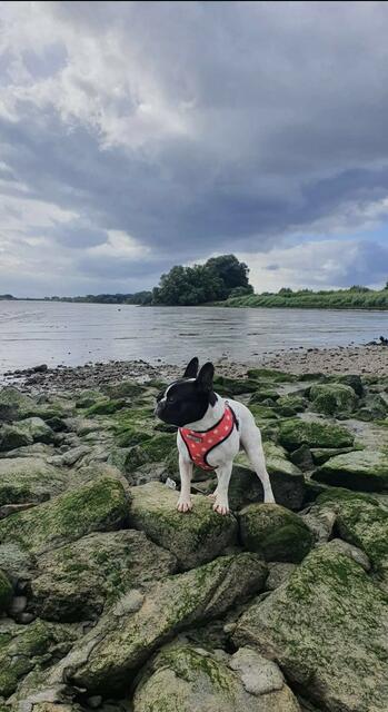 Wachsam blickt Tamara Ebels französische Bulldogge Carlo über den Strand bei Jork | Foto: Tamara Ebel