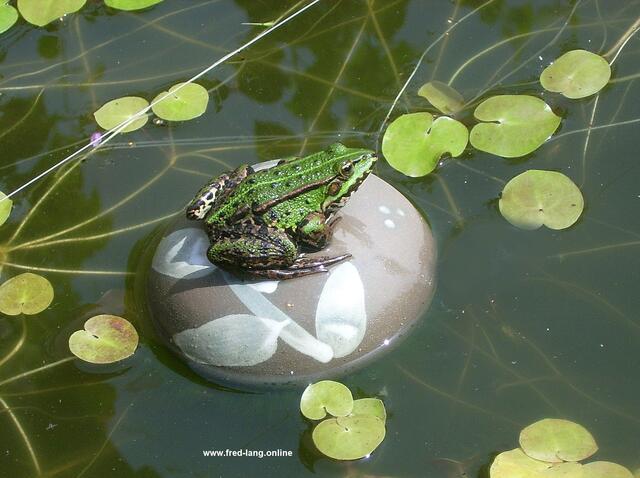 "Herbert" hat Fred Lang aus Jork den Frosch in seinem Gartenteich wegen seiner abendlichen Konzerte getauft | Foto:  Fred Lang