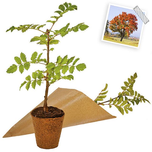 Foto: Auetal-Apotheke